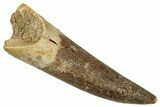 Fossil Plesiosaur (Zarafasaura) Tooth - Morocco #349835-1